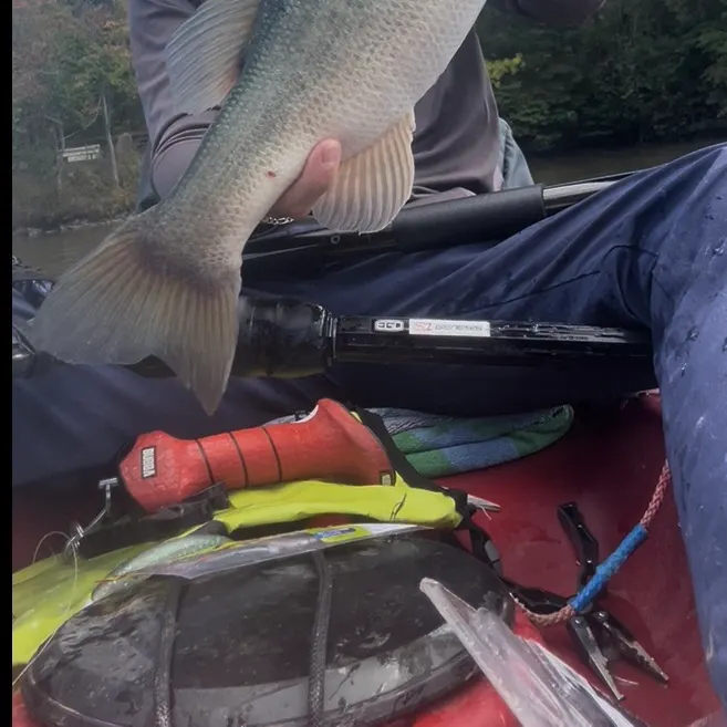 Largemouth bass caught on Fishbrain