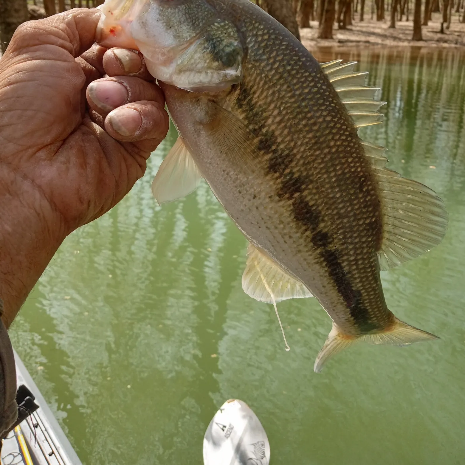 Spotted bass caught on Fishbrain
