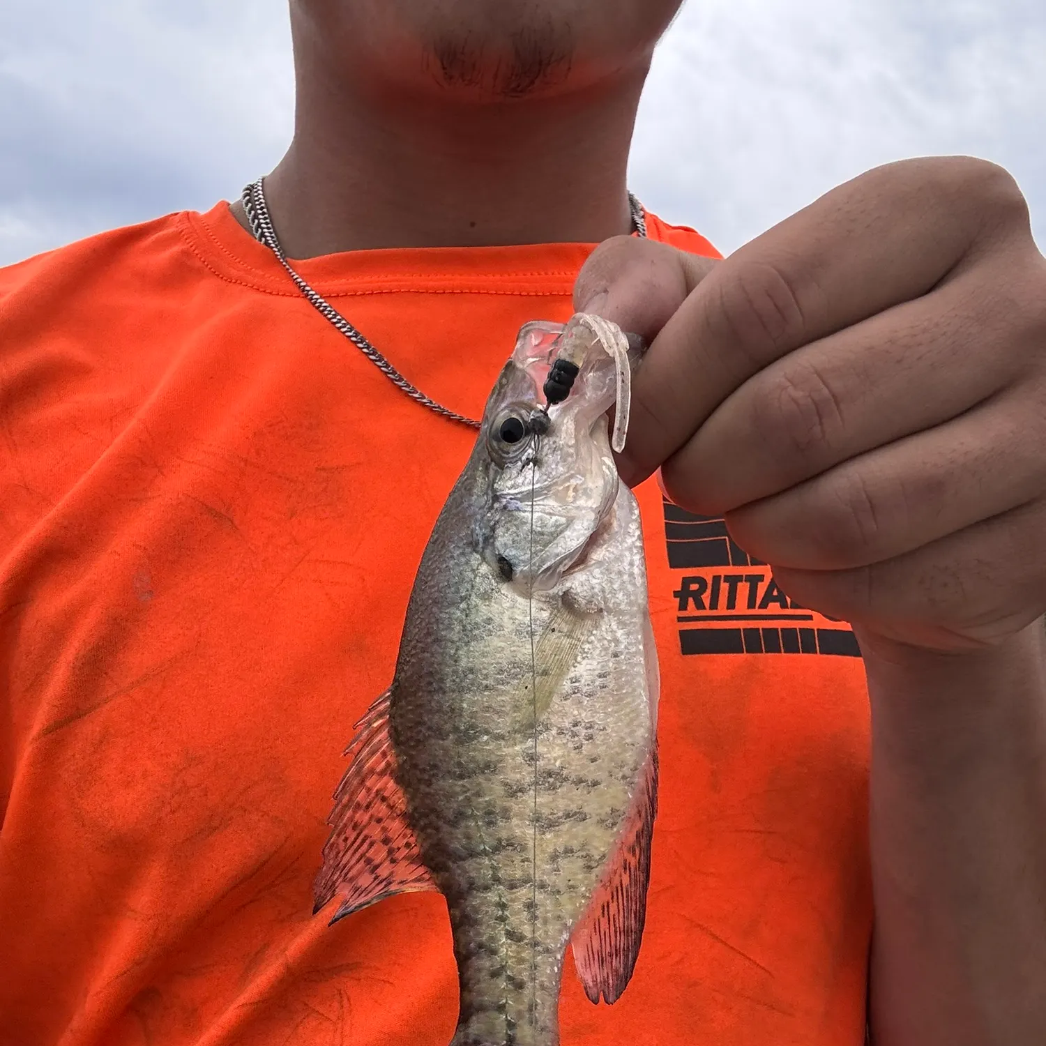White crappie caught on Fishbrain
