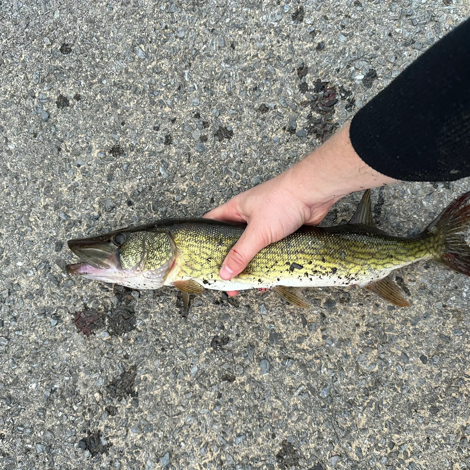 Chain pickerel caught on Fishbrain