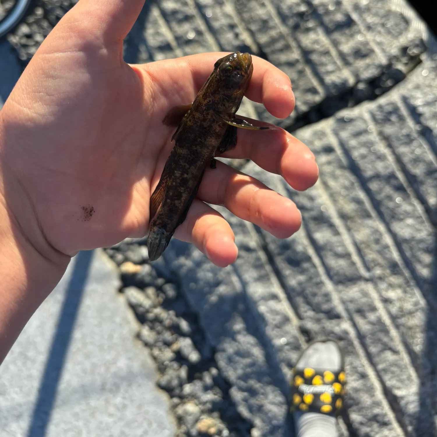 Round goby caught on Fishbrain