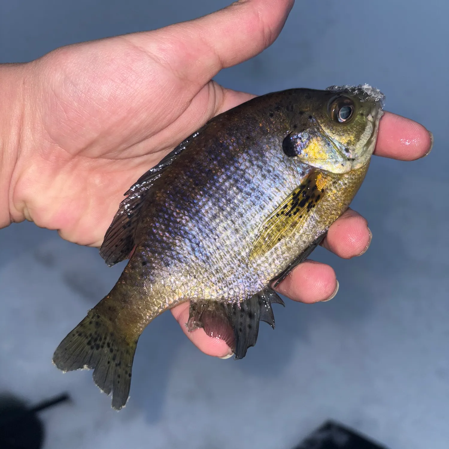 The most recent Bluegill catches on Fishbrain
