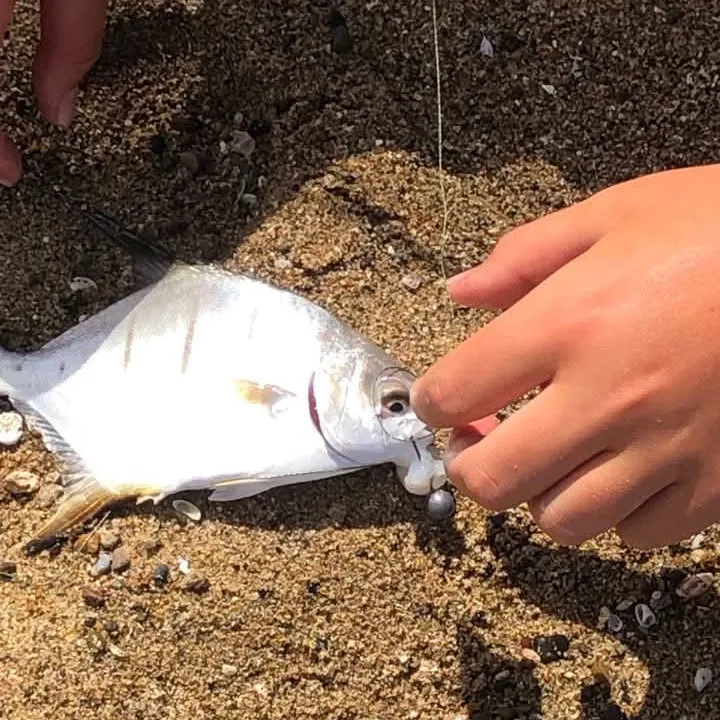 The most recent Palometa catches on Fishbrain