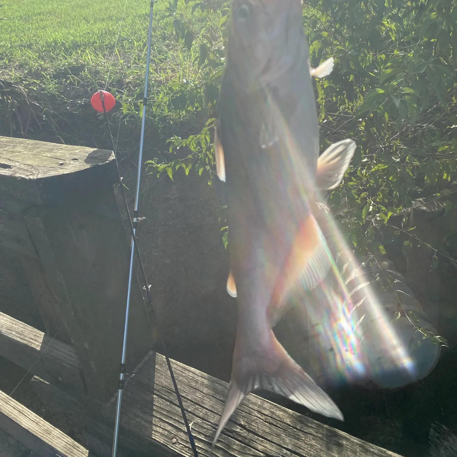 Channel catfish caught on Fishbrain