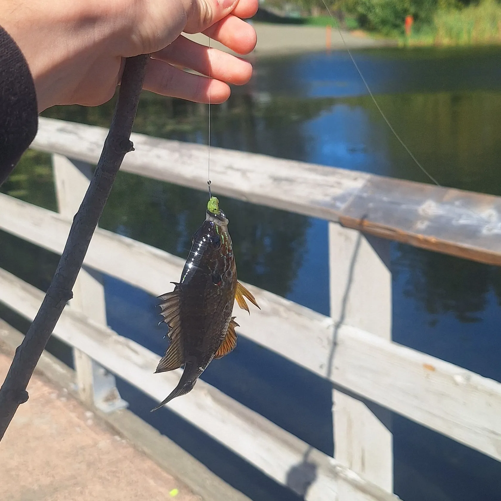 Pumpkinseed caught on Fishbrain