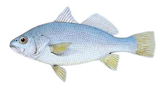 Silver perch