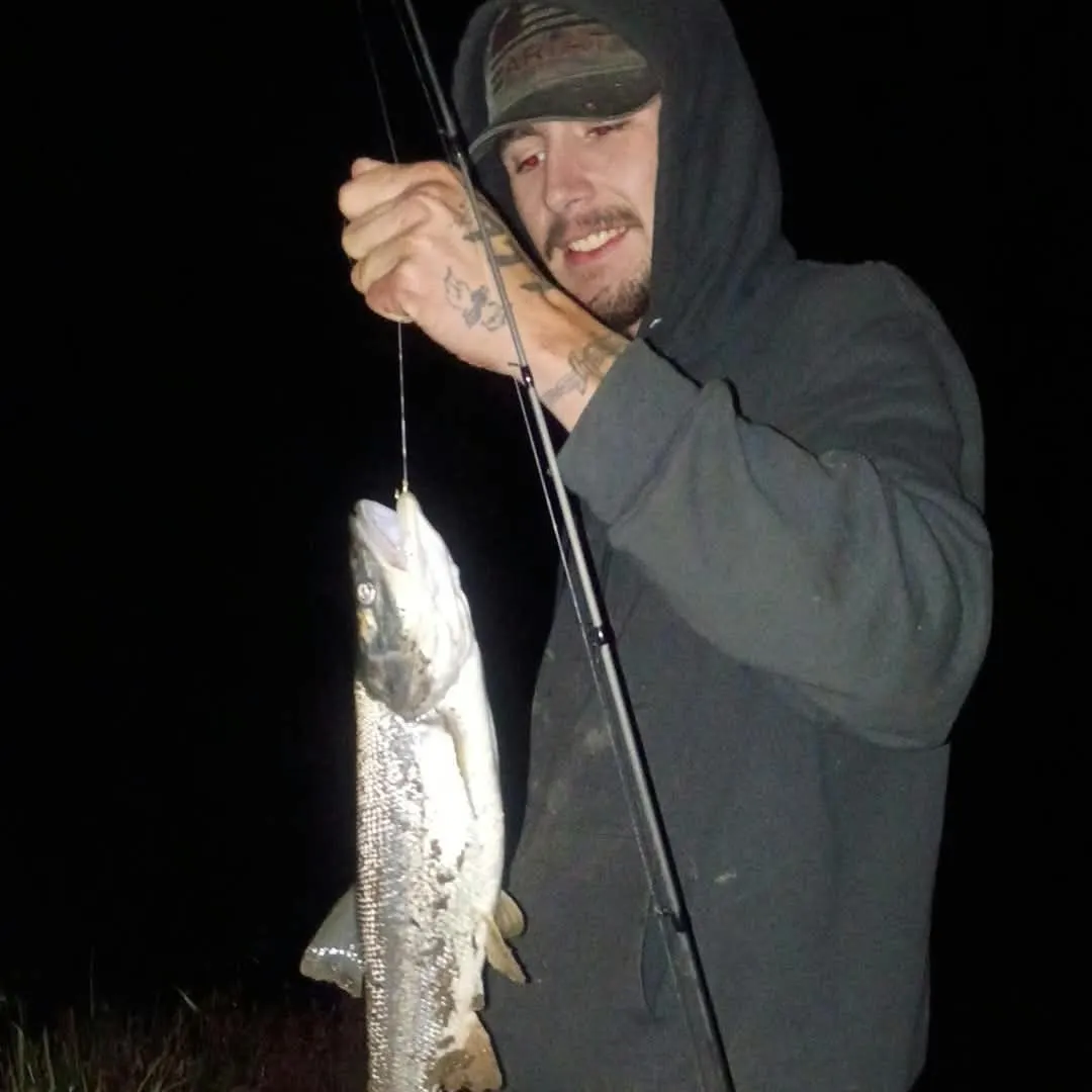 Coho salmon caught on Fishbrain