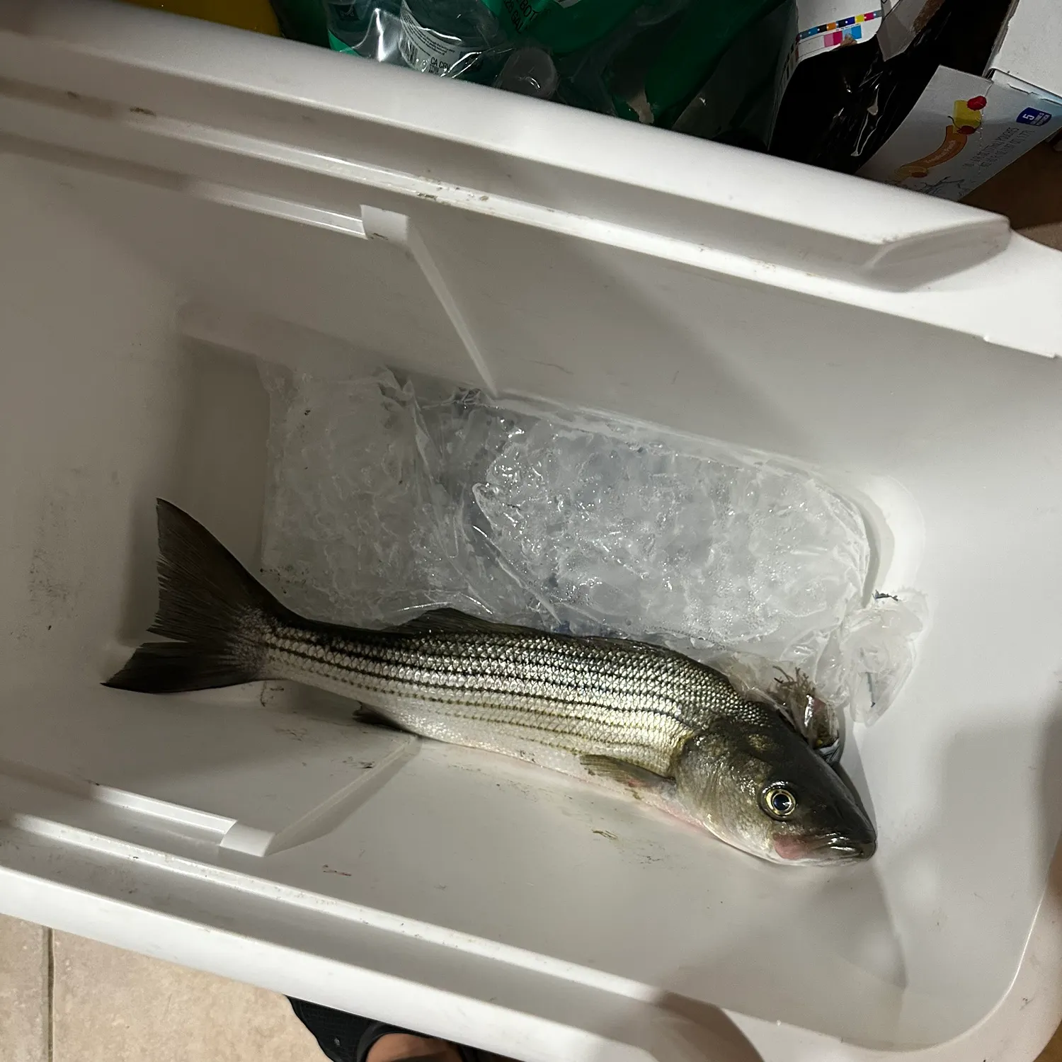 recently logged catches