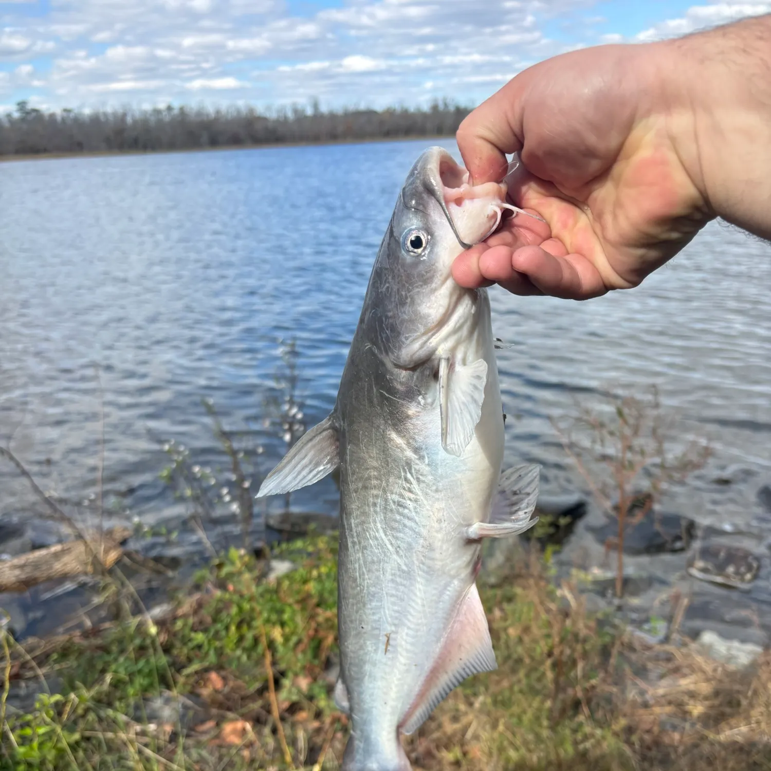 Channel catfish caught on Fishbrain