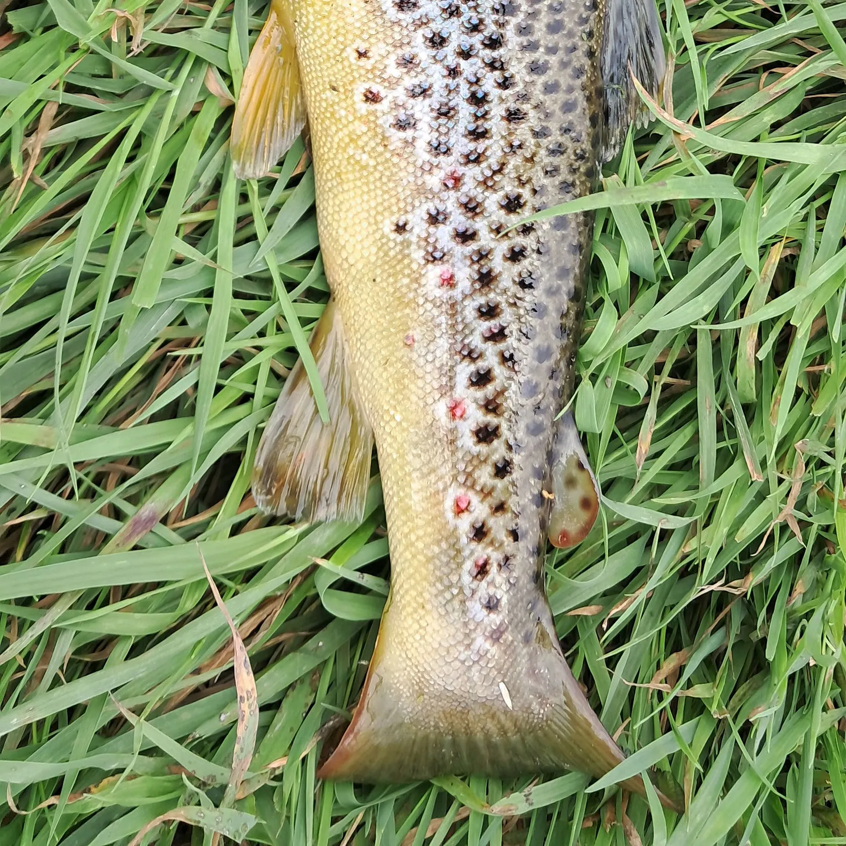 Brown trout caught on Fishbrain