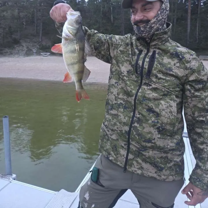 European perch caught on Fishbrain