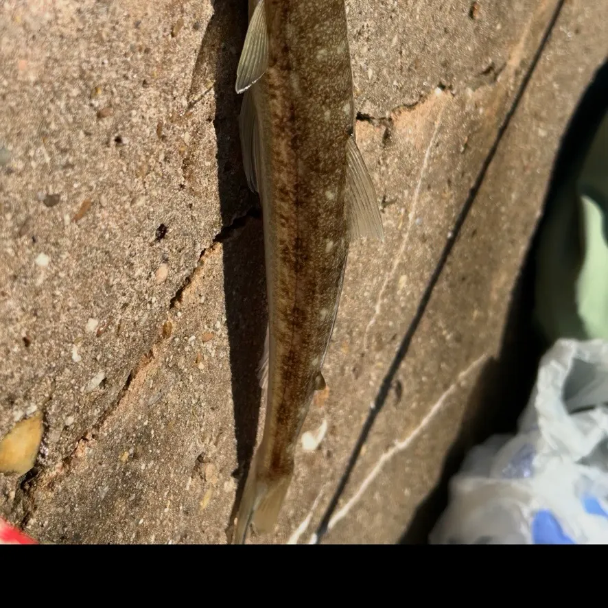 Inshore lizardfish caught on Fishbrain