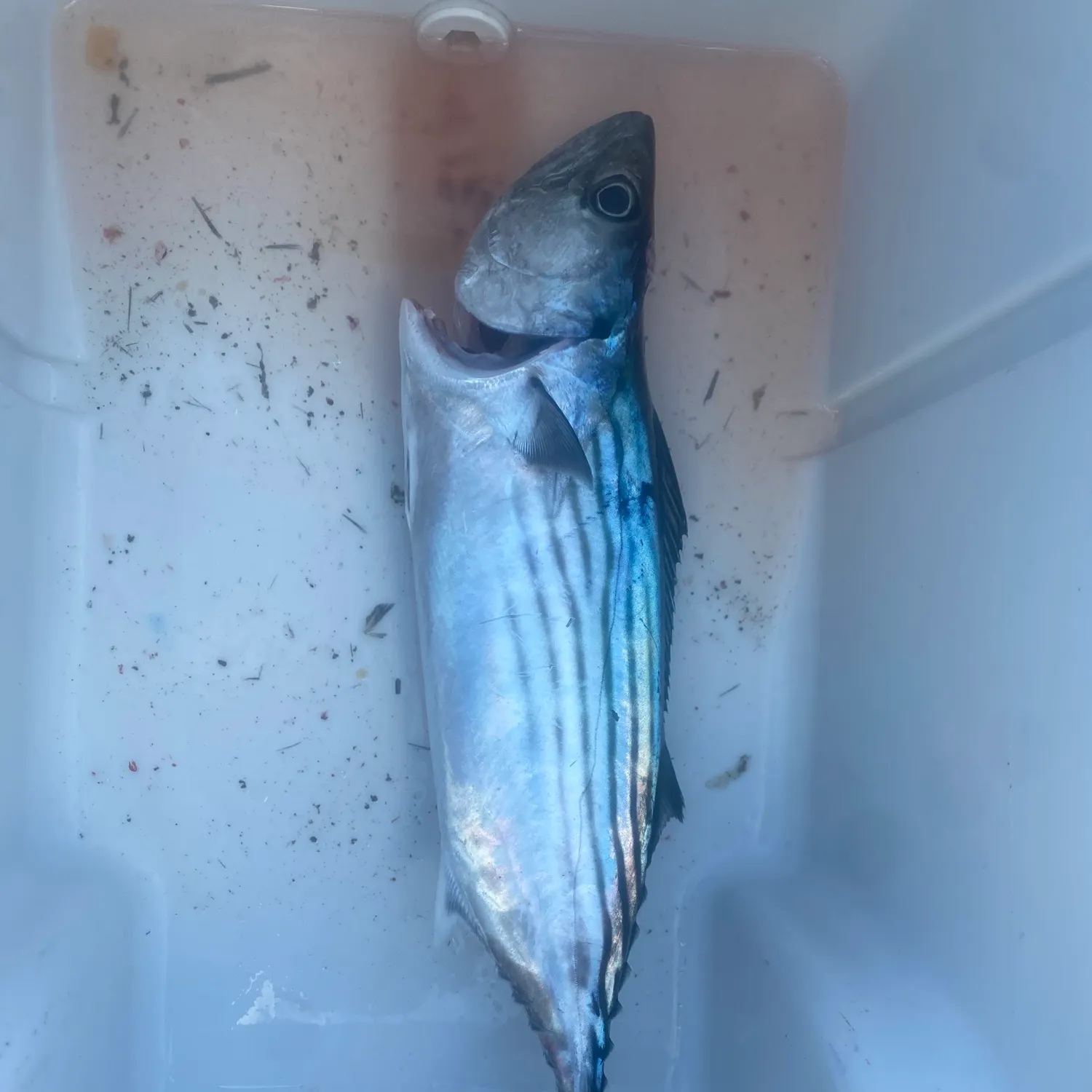 The most recent Australian bonito catches on Fishbrain