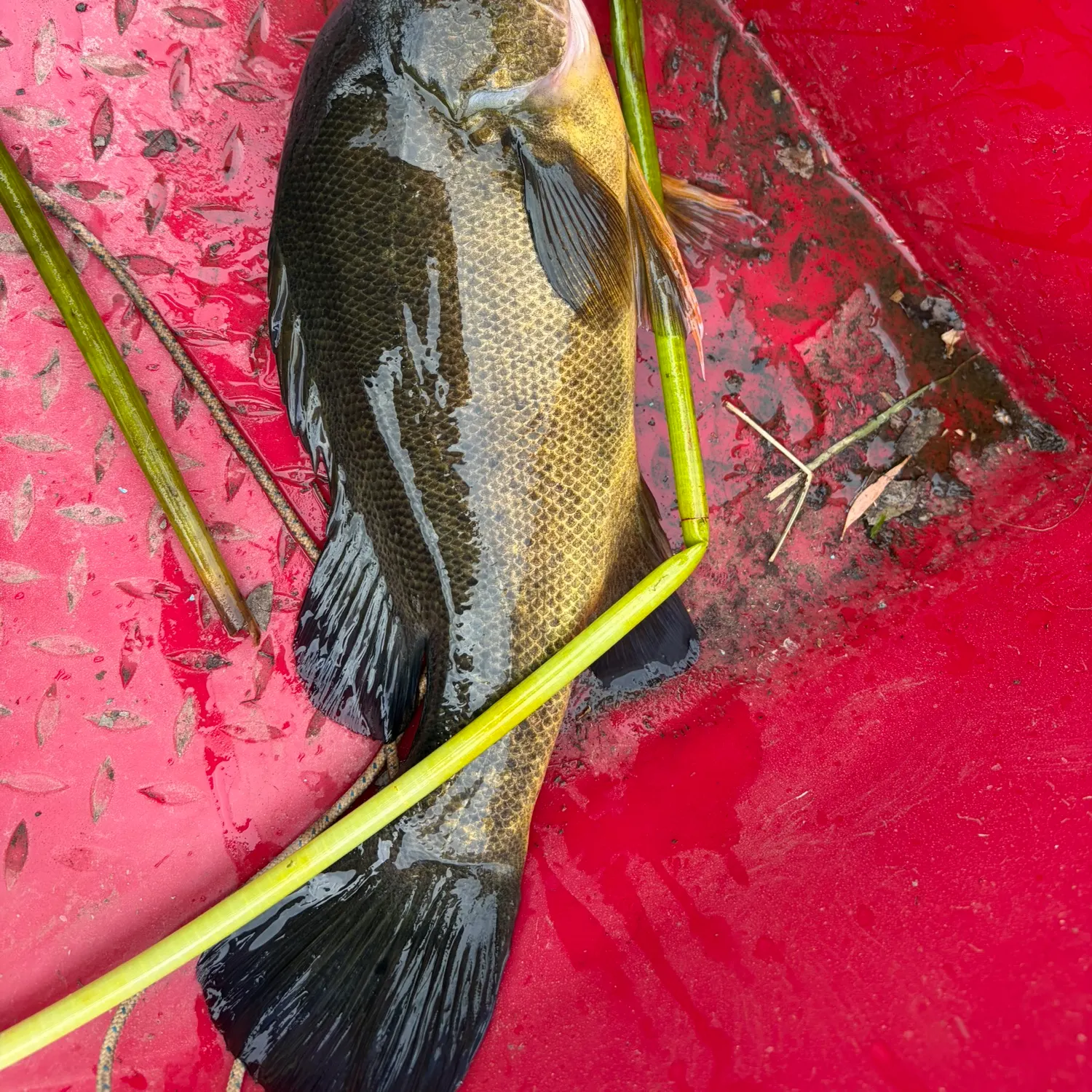 The most recent Golden perch catches on Fishbrain