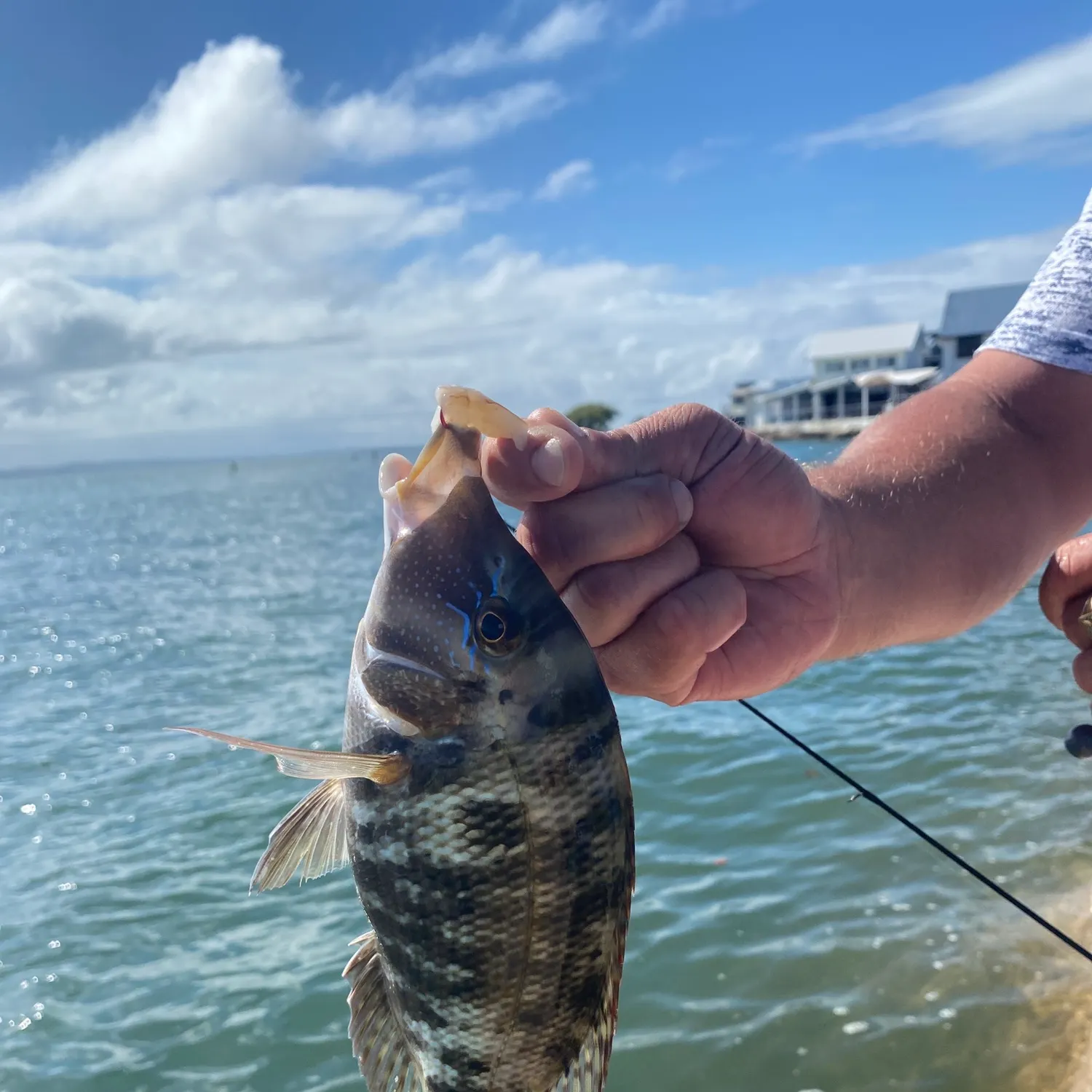 The most recent Painted sweetlips catches on Fishbrain