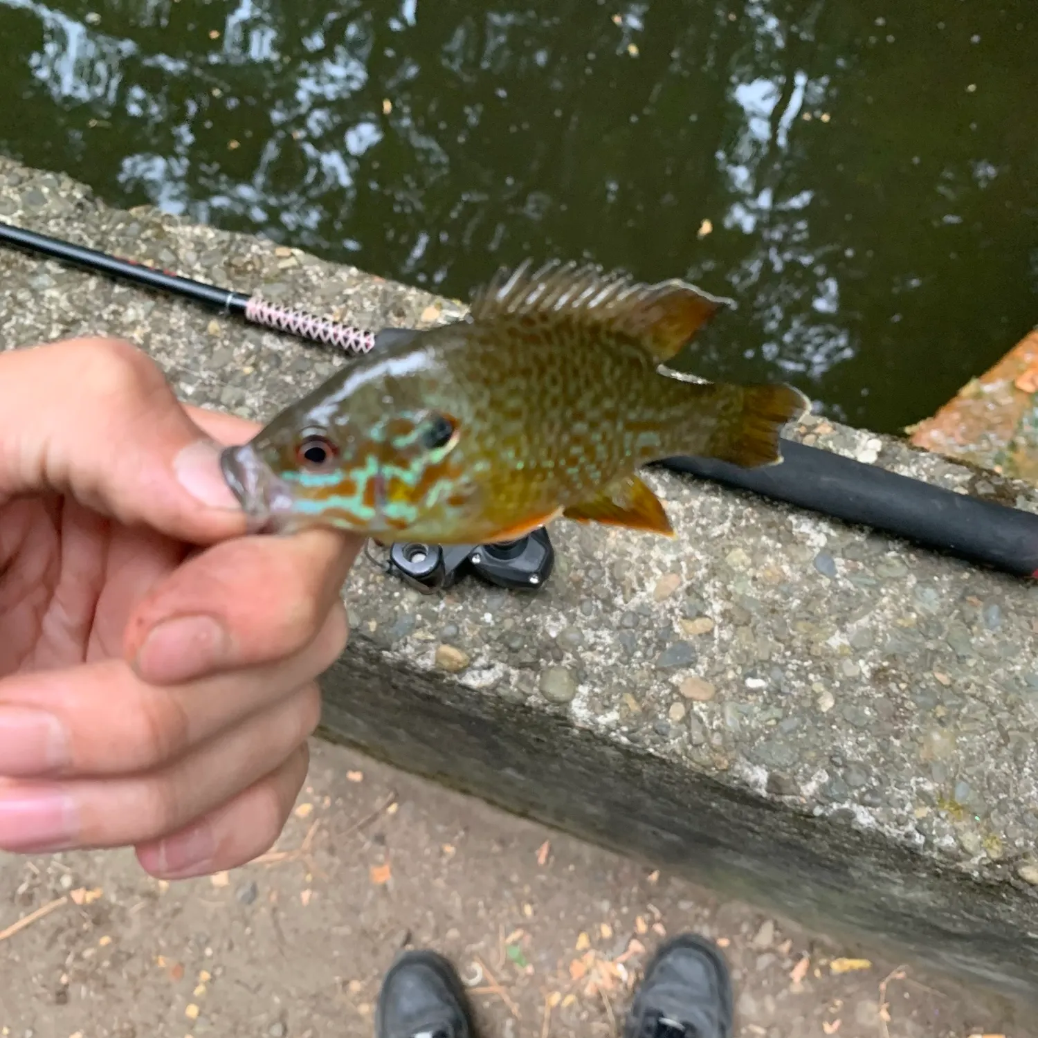 Greengill hybrid caught on Fishbrain