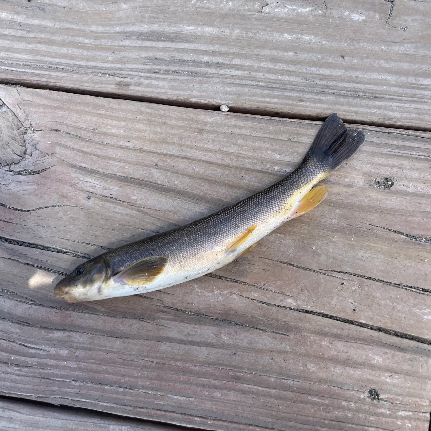 The most recent Longnose sucker catches on Fishbrain
