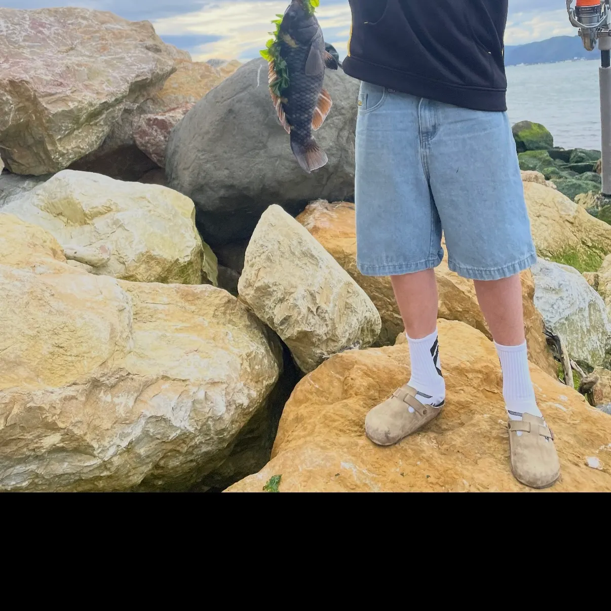 The most recent Rock wrasse catches on Fishbrain