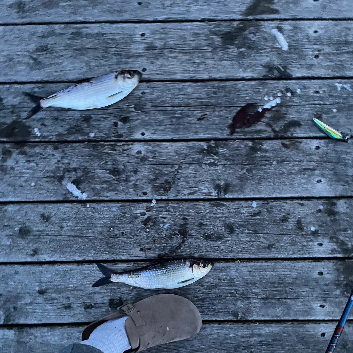 The most recent Alewife catches on Fishbrain