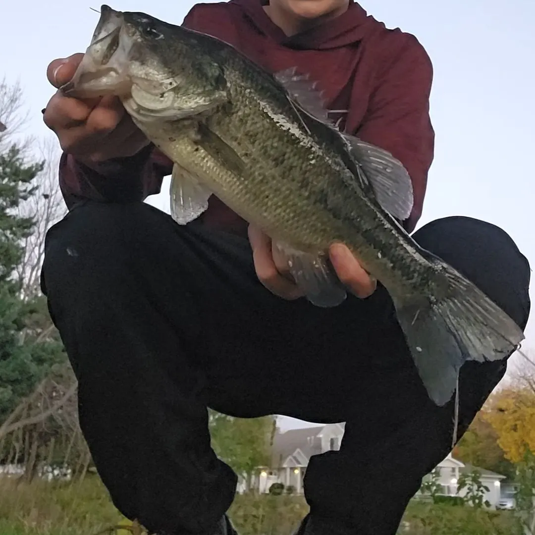 Largemouth bass caught on Fishbrain