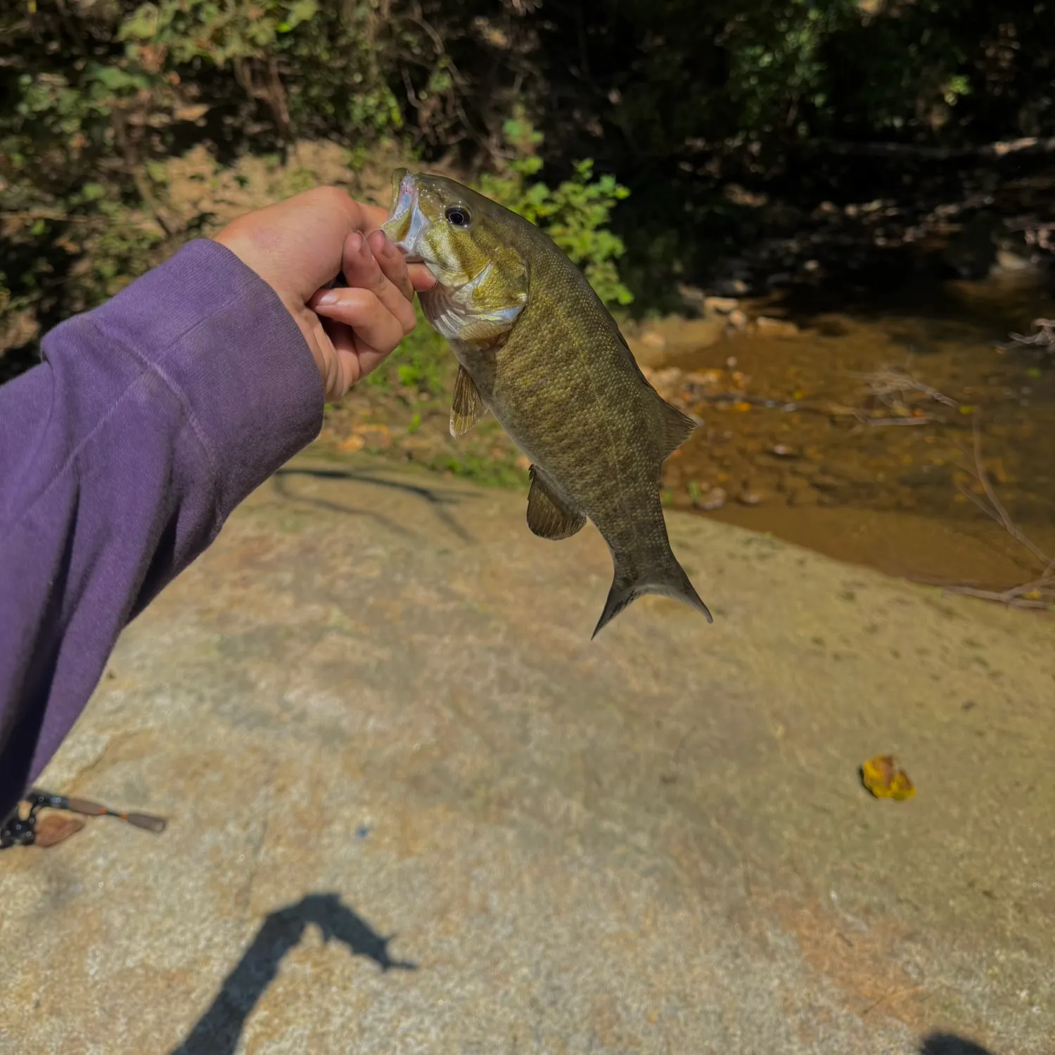Smallmouth bass caught on Fishbrain