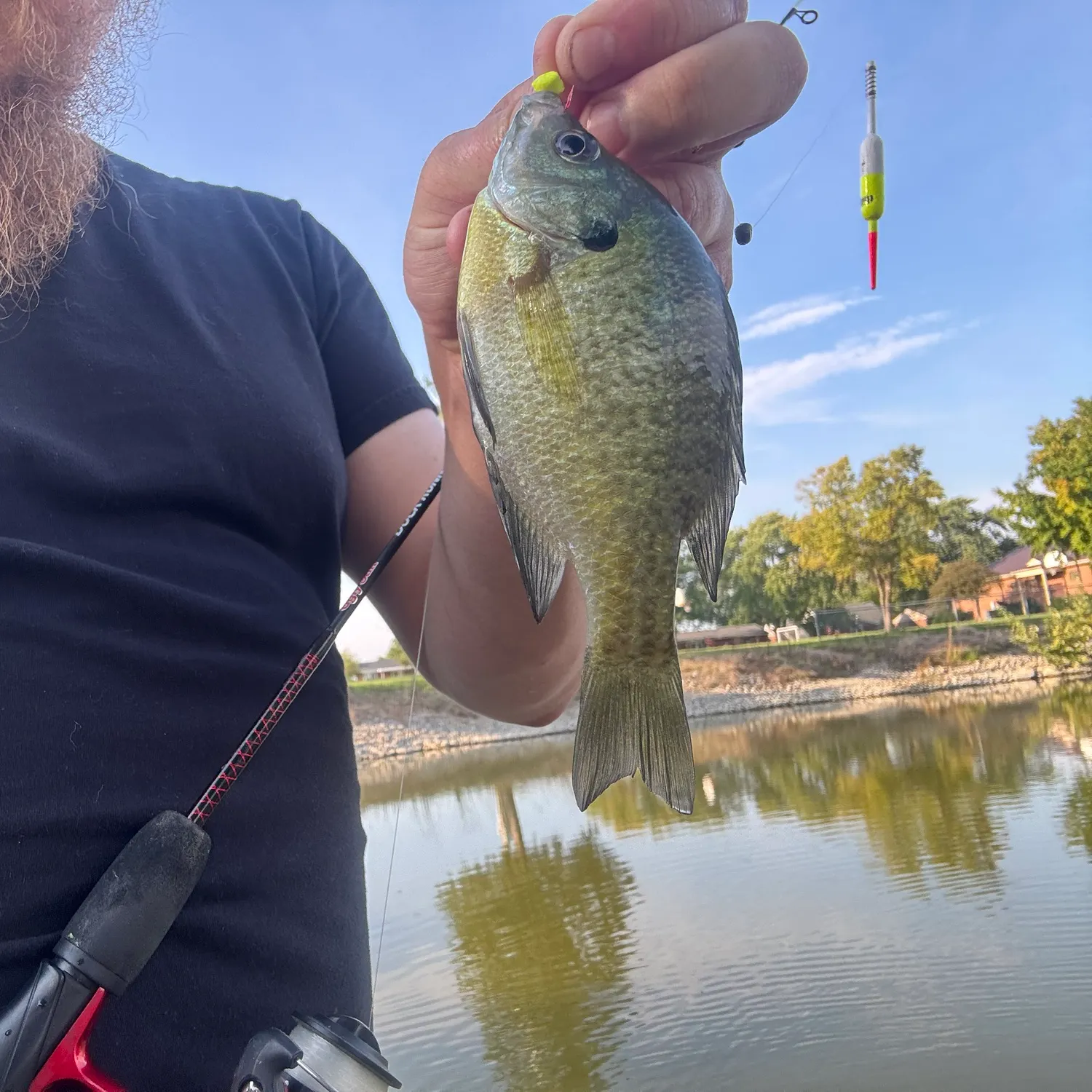 Bluegill caught on Fishbrain