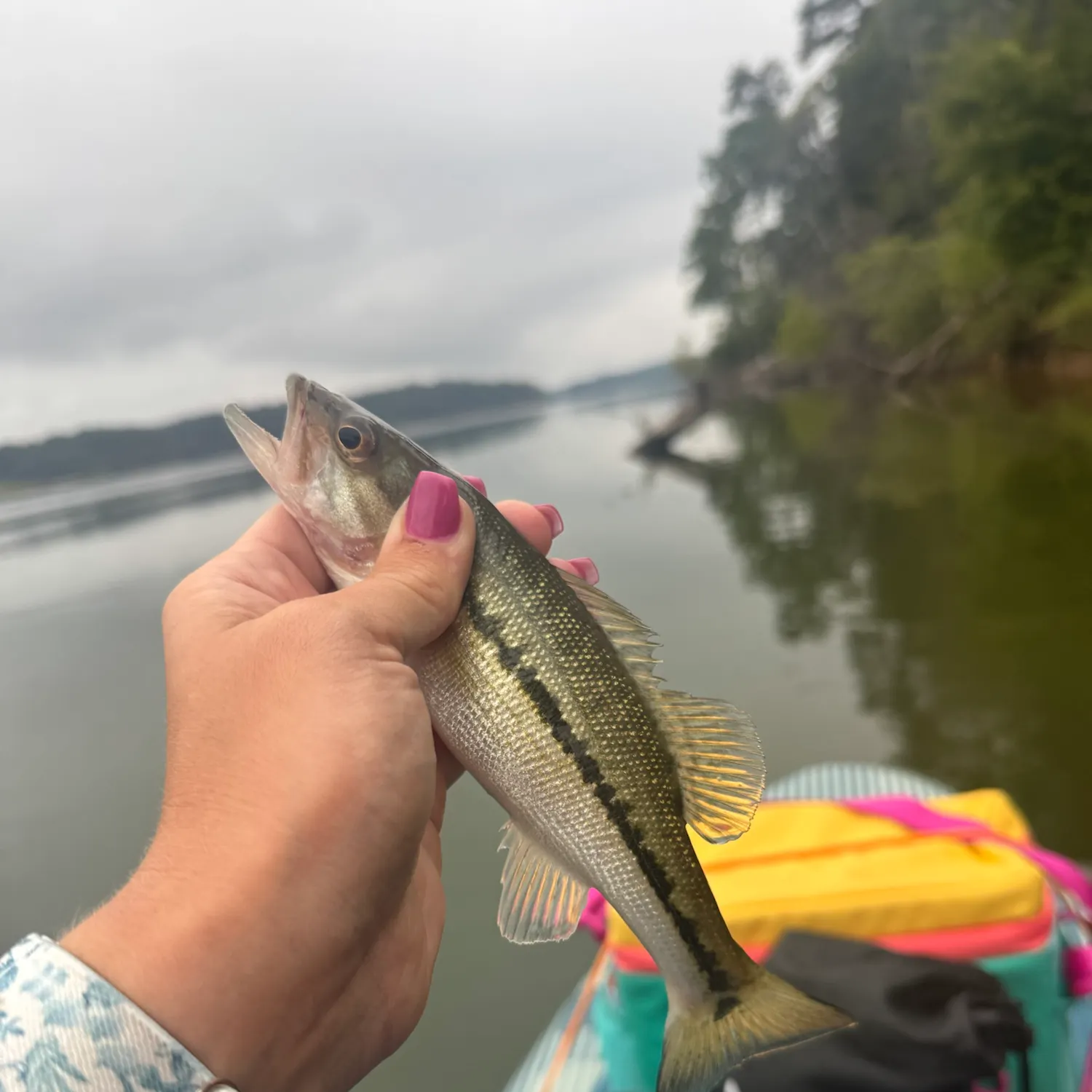 Spotted bass caught on Fishbrain
