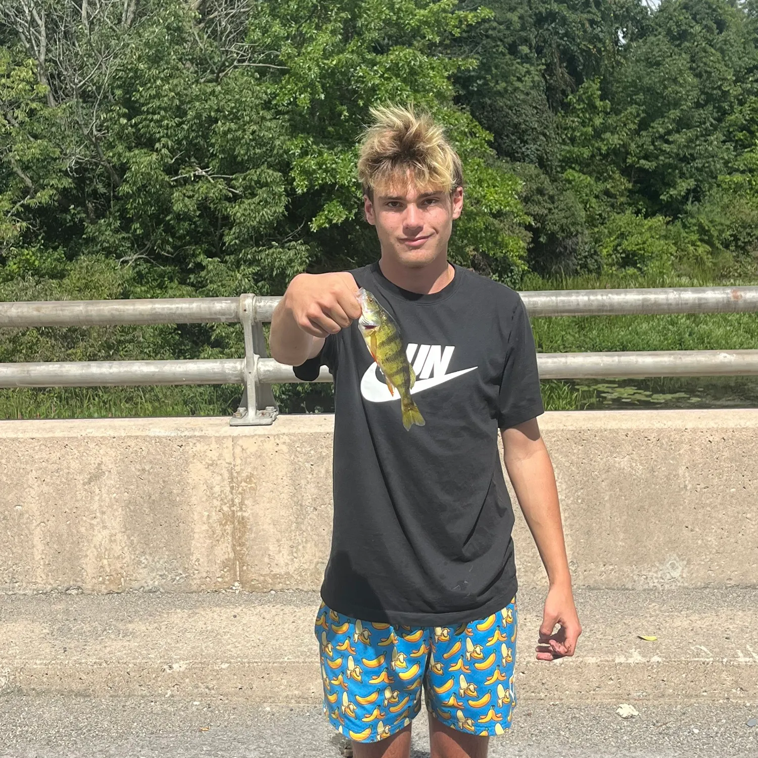 Yellow perch caught on Fishbrain