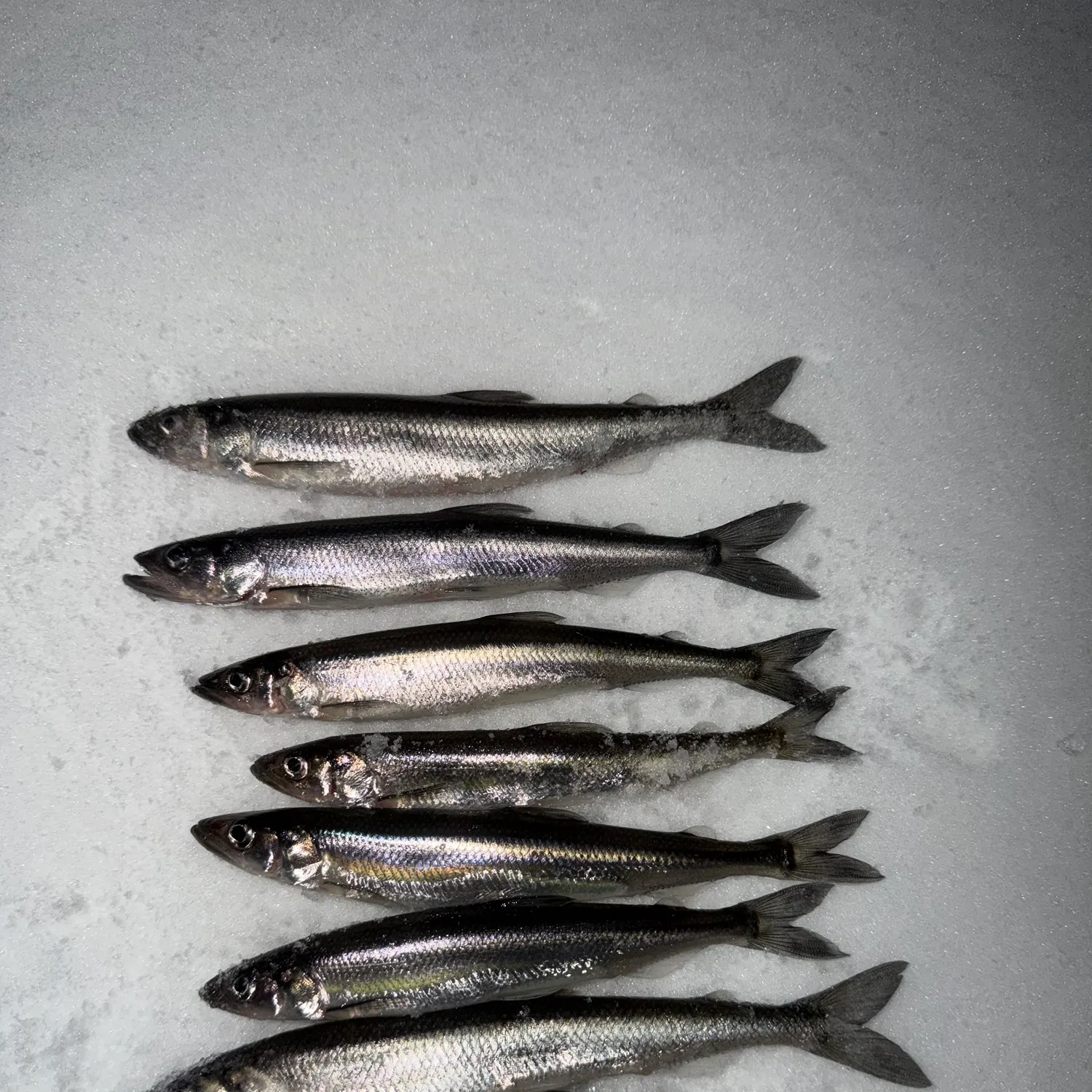 The most recent Atlantic rainbow smelt catches on Fishbrain