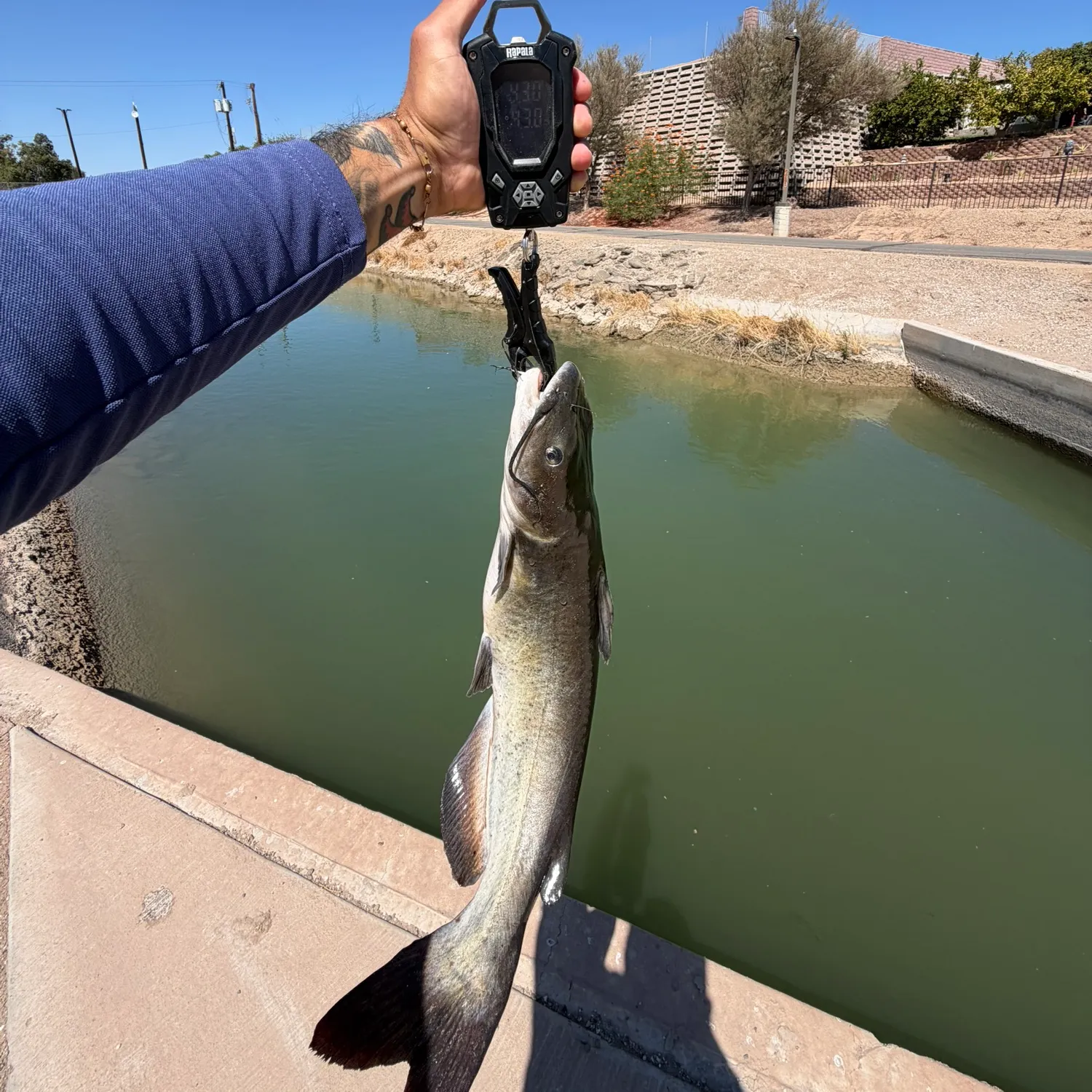 Channel catfish caught on Fishbrain