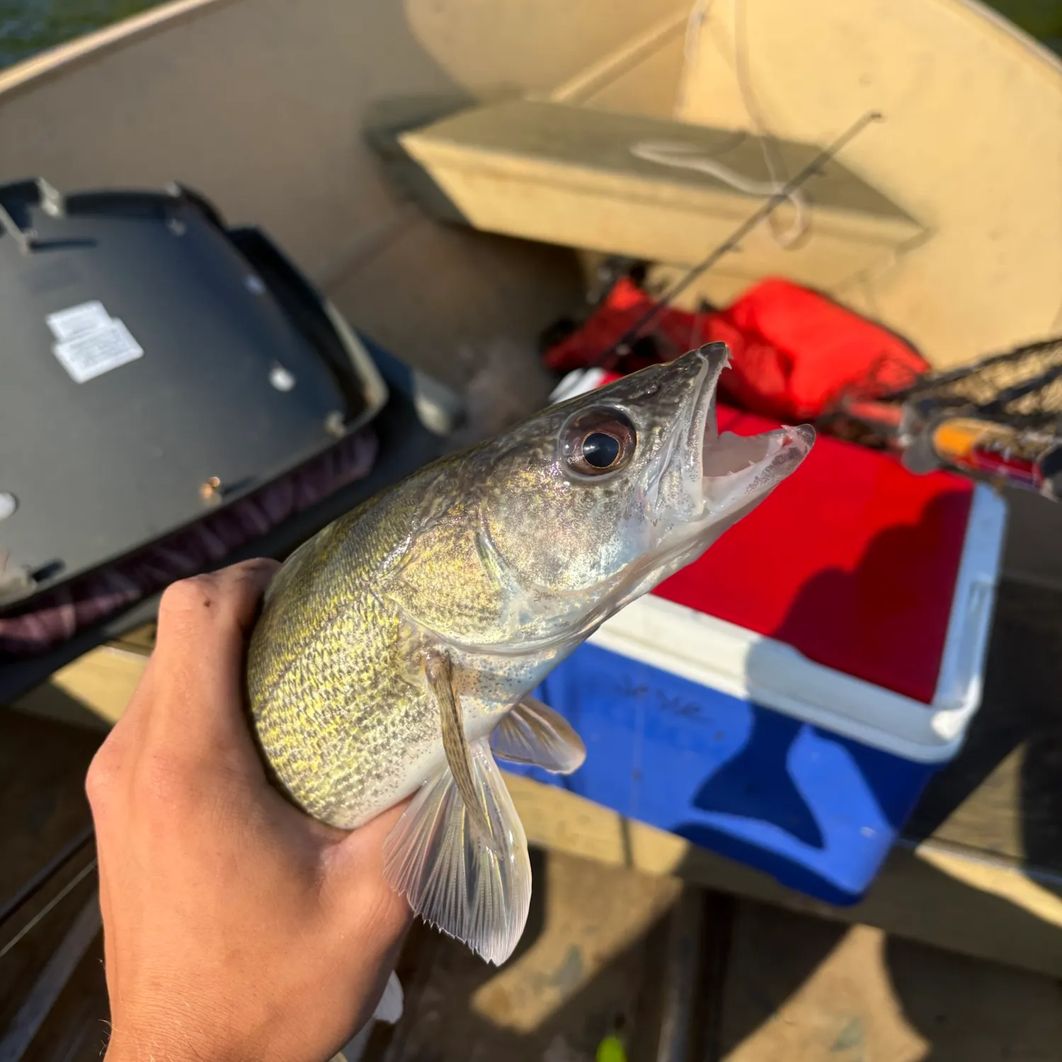 The most recent Walleye catches on Fishbrain