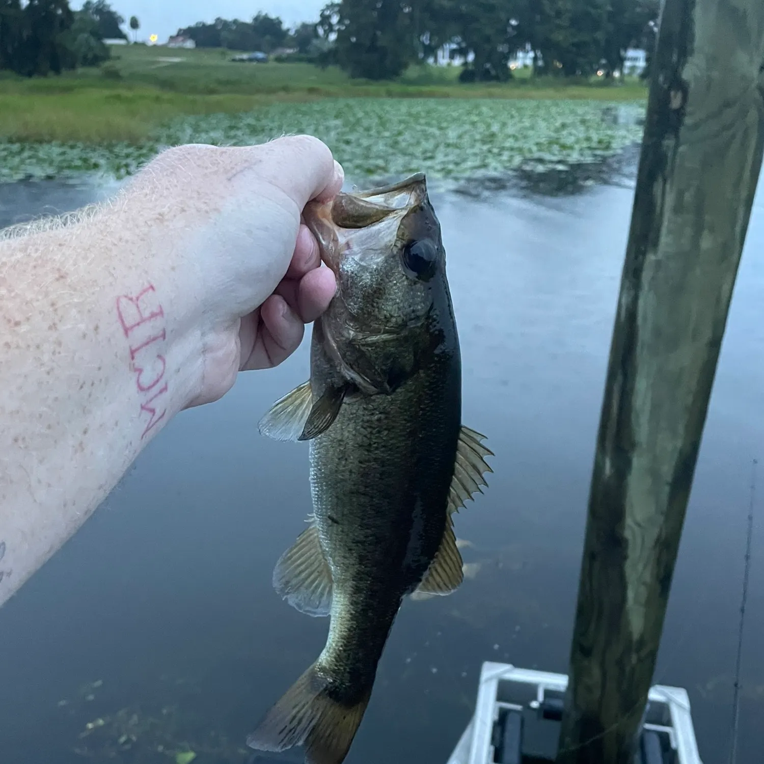 Largemouth bass caught on Fishbrain