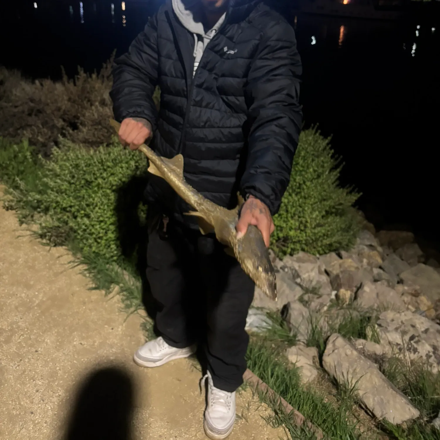 The most recent Starspotted smooth-hound catches on Fishbrain