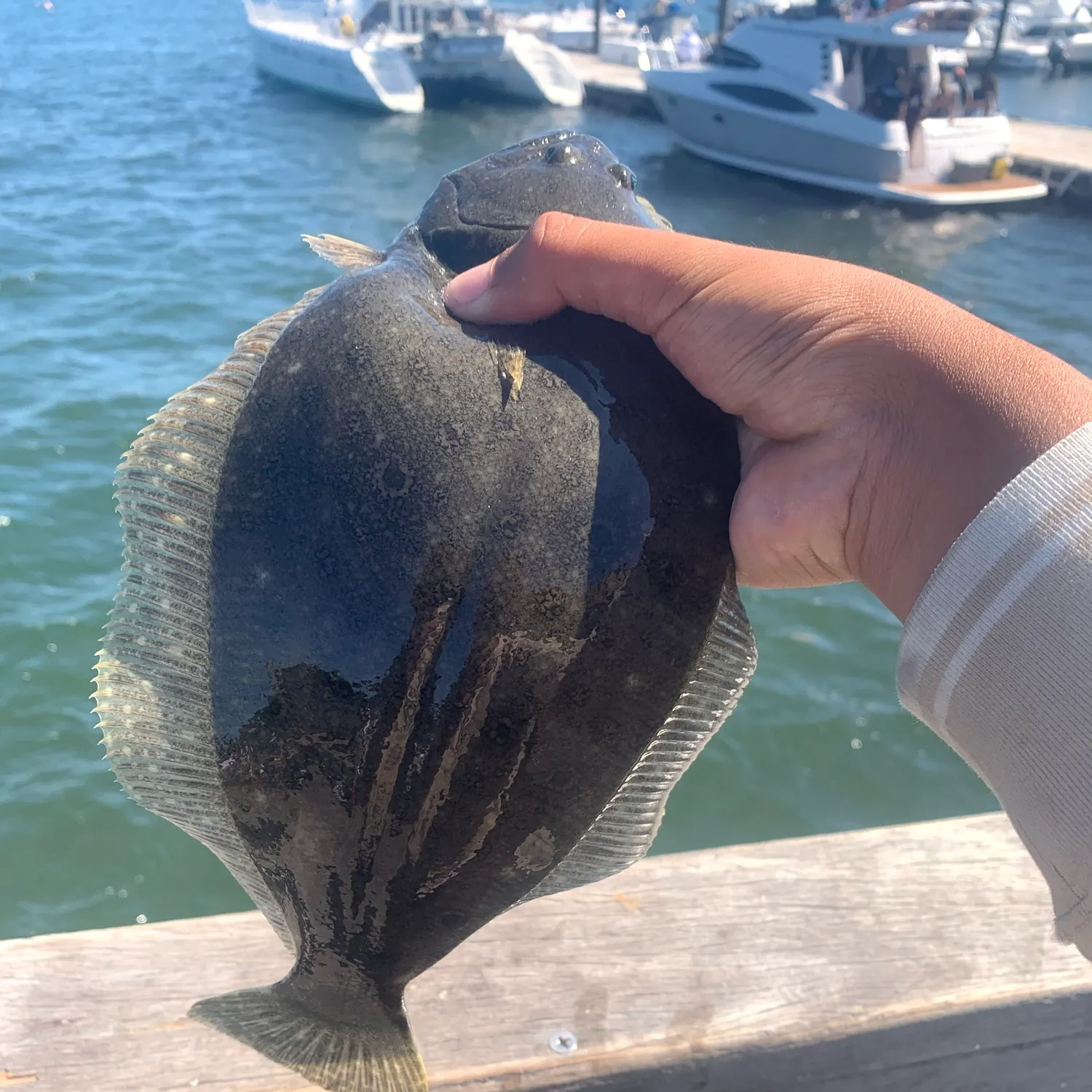 The most recent Summer flounder catches on Fishbrain