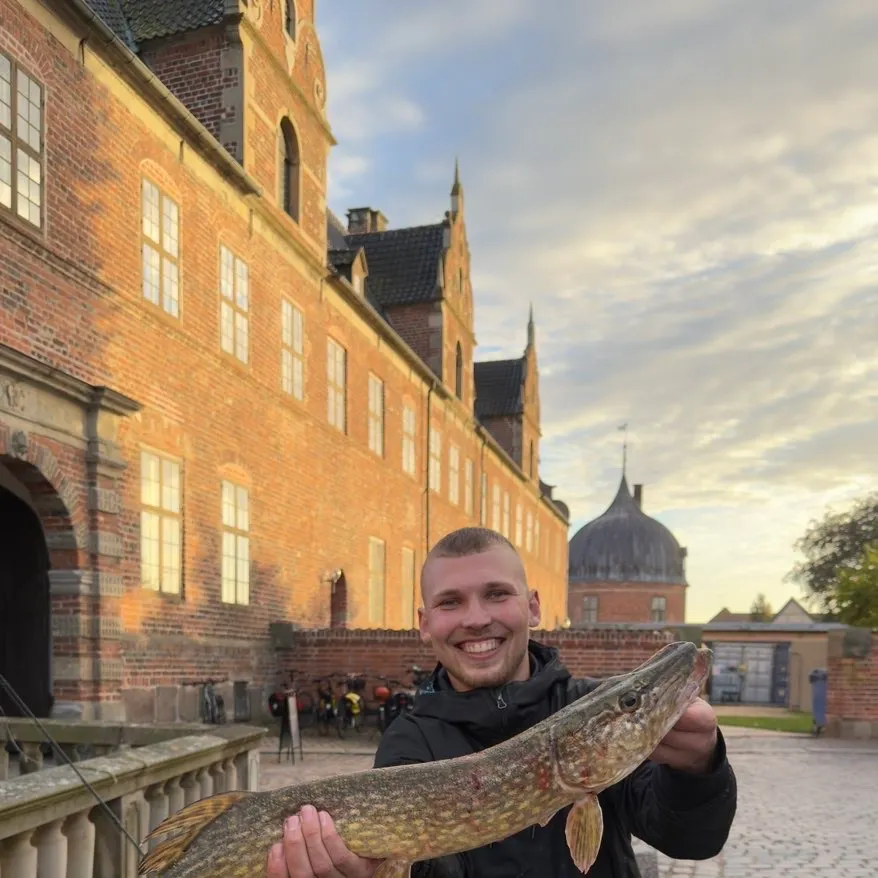 Fish caught on Fishbrain
