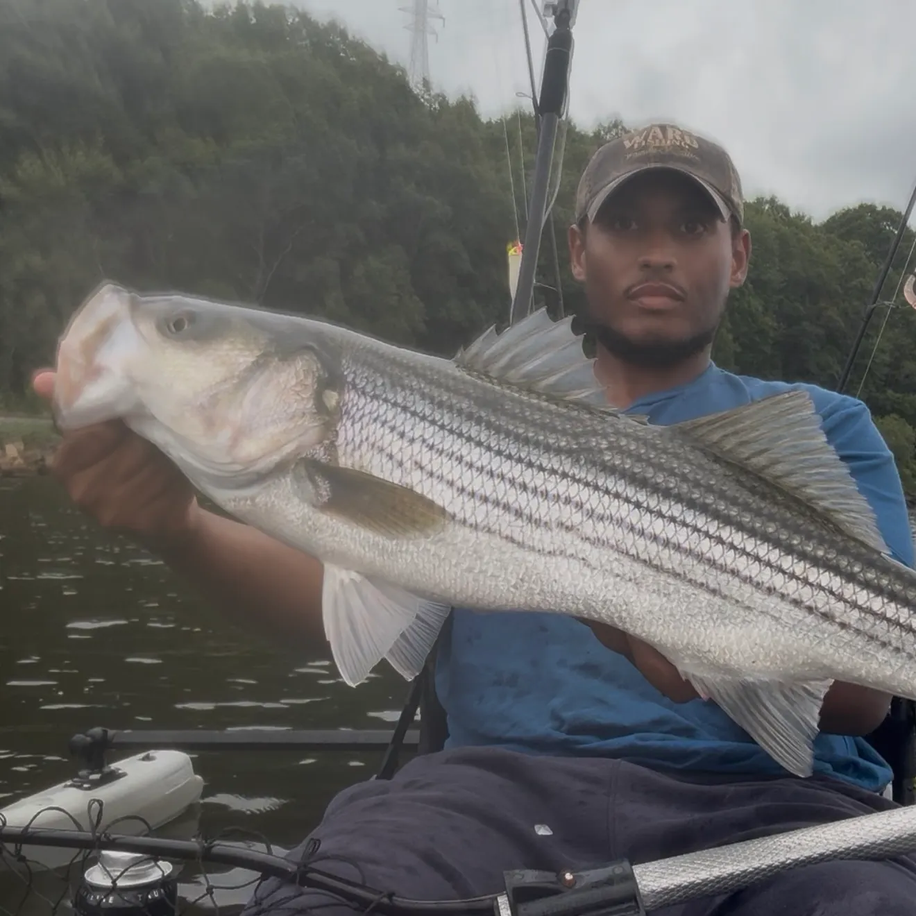 Striped bass caught on Fishbrain
