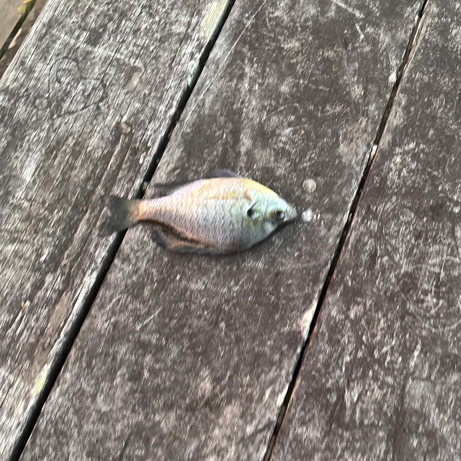 Bluegill caught on Fishbrain