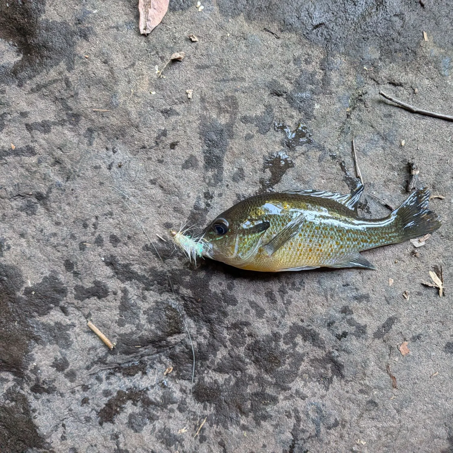 Redbreast sunfish caught on Fishbrain
