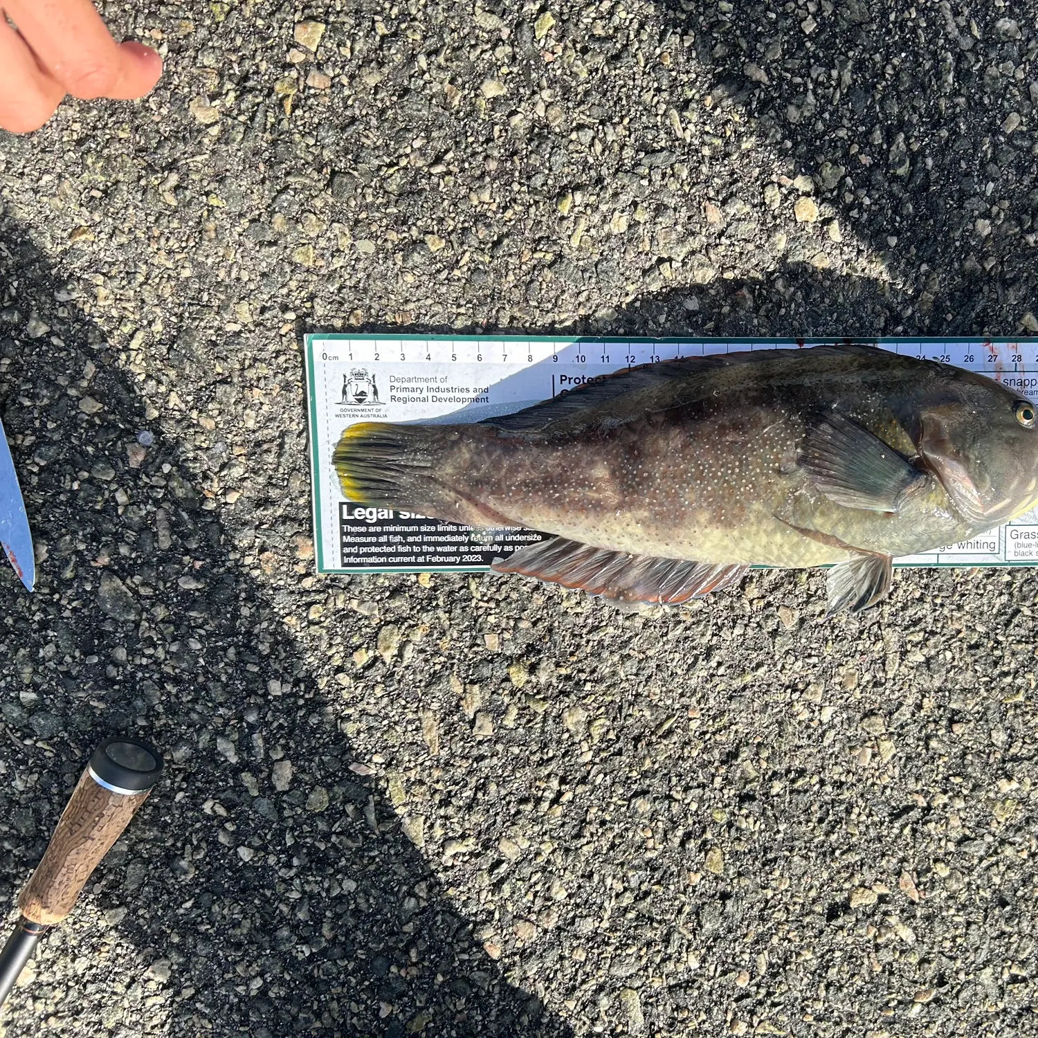 The most recent Bluespotted wrasse catches on Fishbrain