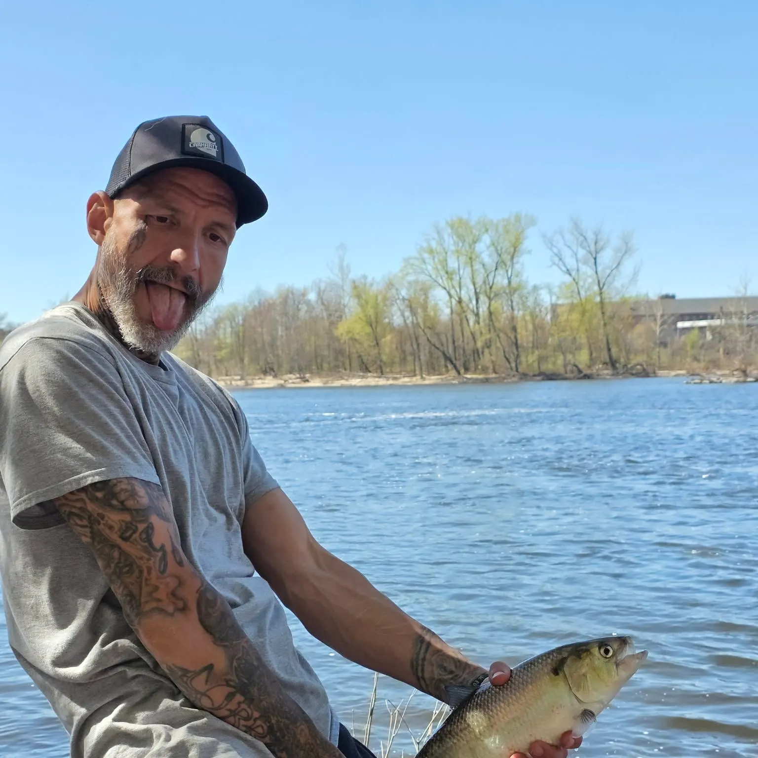 The most recent American shad catches on Fishbrain