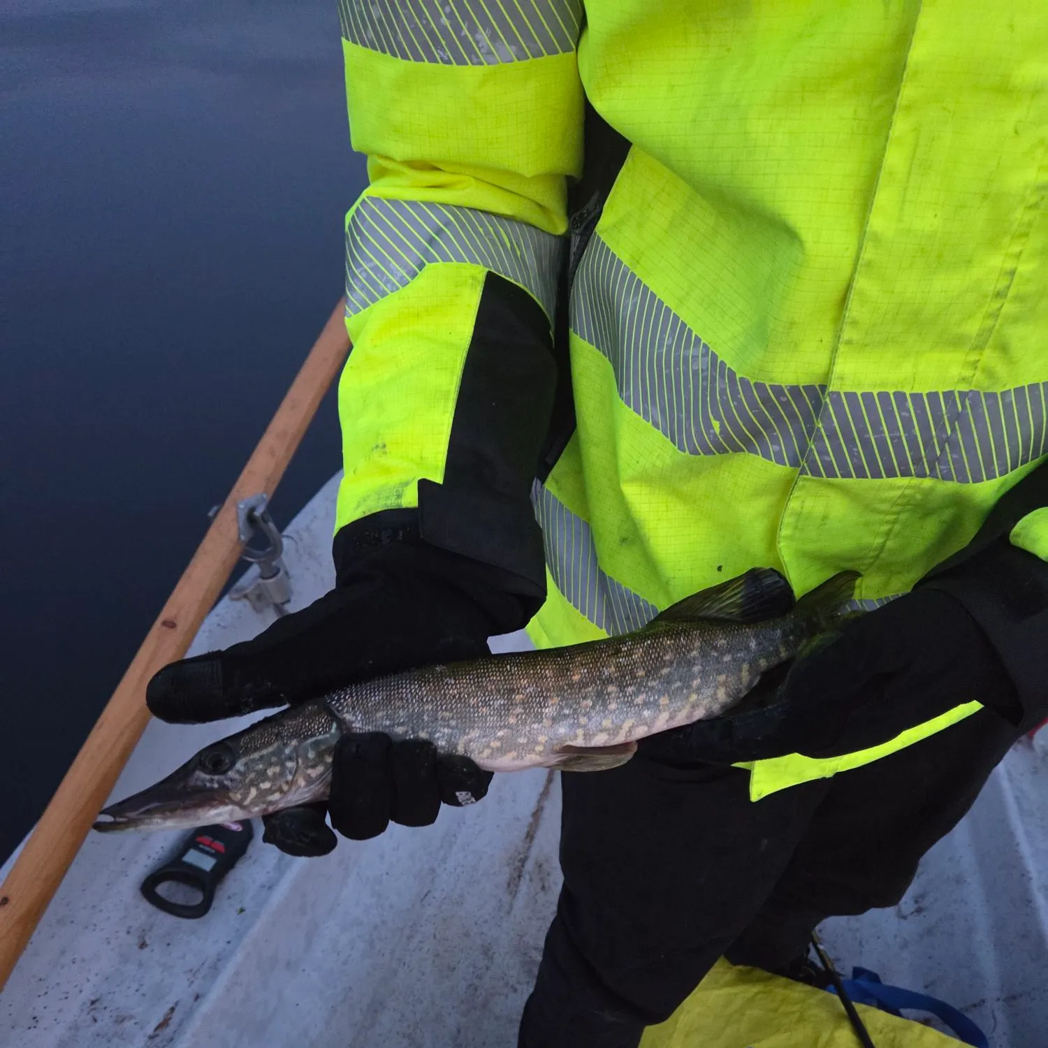 Northern pike caught on Fishbrain