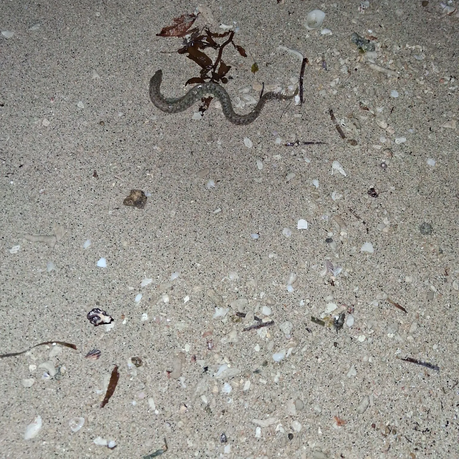 The most recent Dark moray catches on Fishbrain
