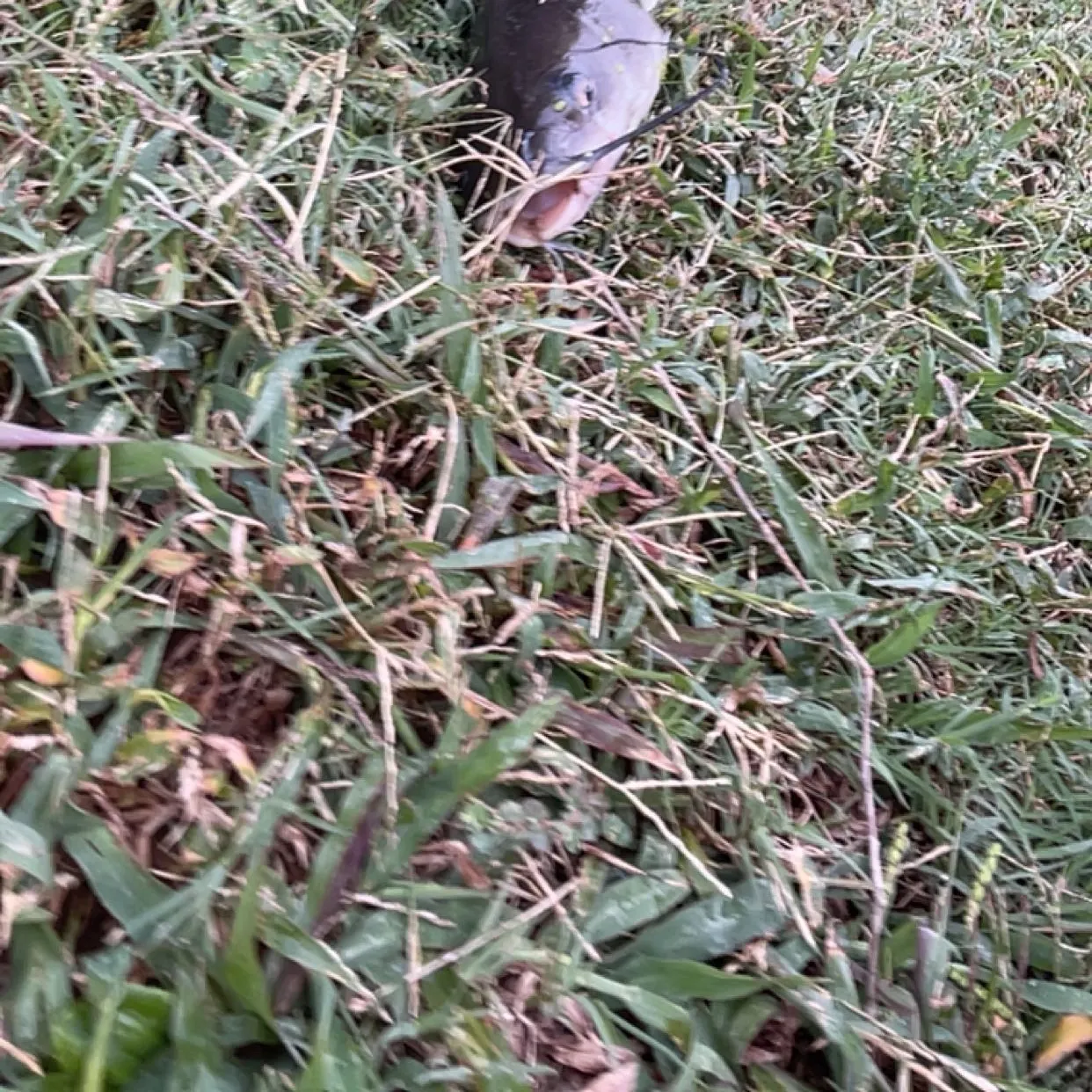 Blue catfish caught on Fishbrain