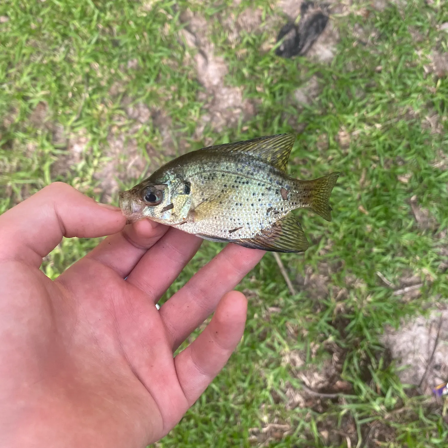 The most recent Flier catches on Fishbrain