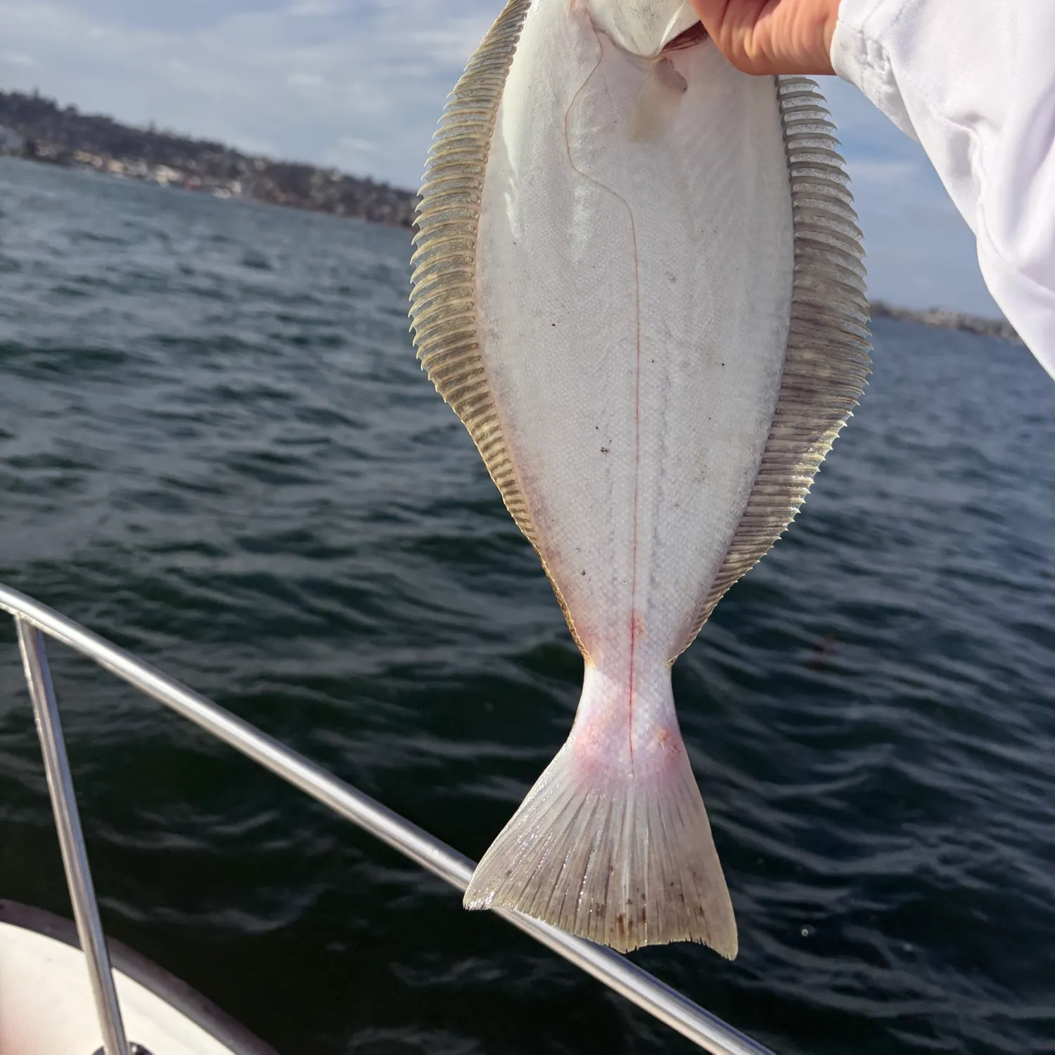 California halibut caught on Fishbrain