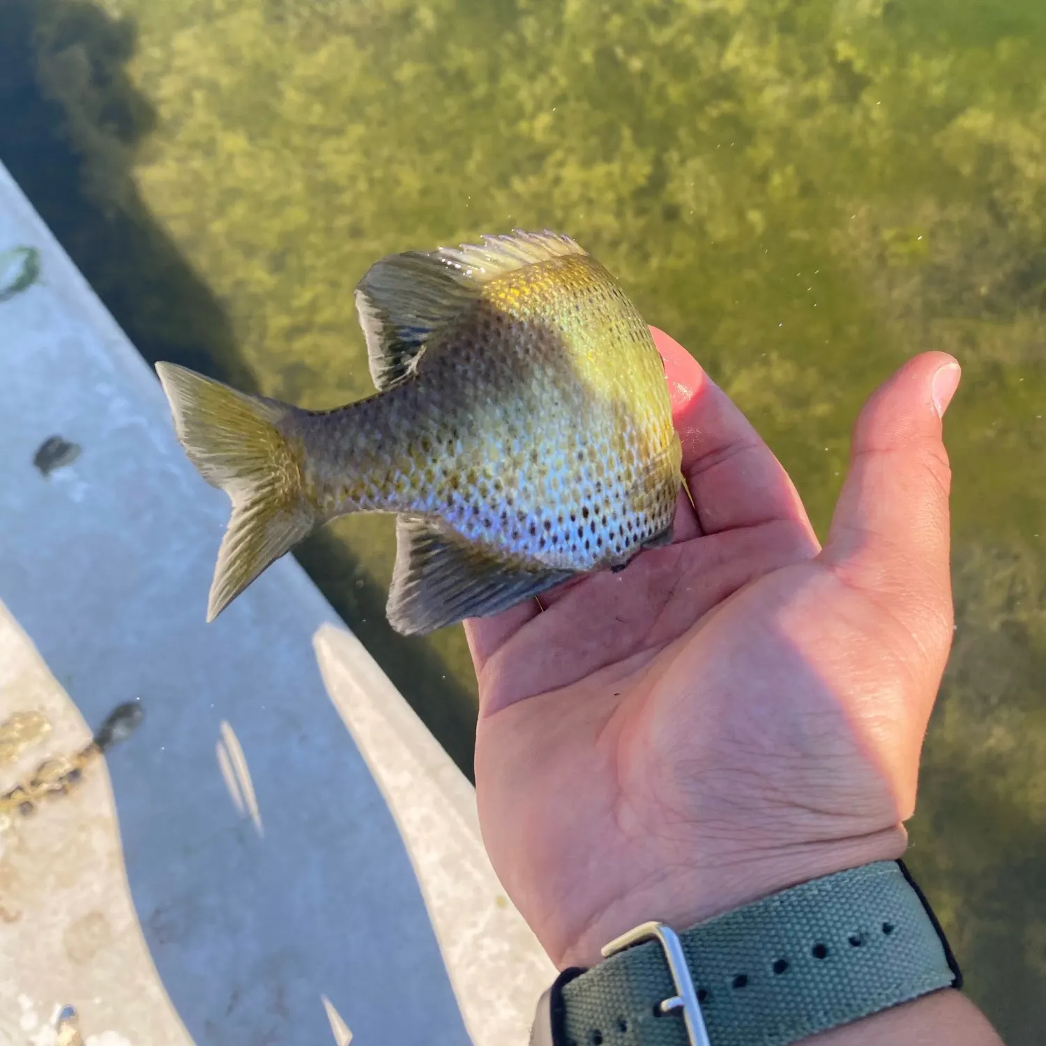 angler catch