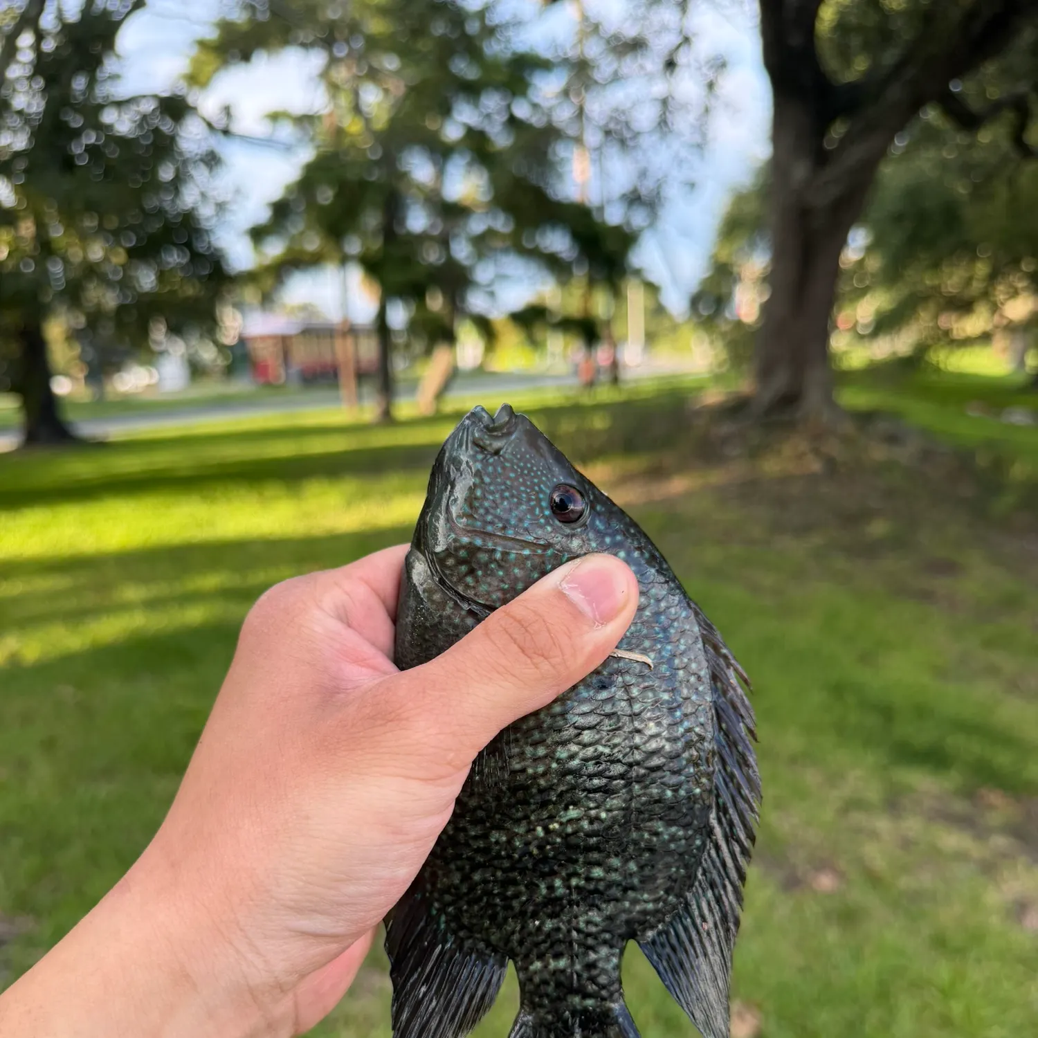 Rio Grande cichlid caught on Fishbrain