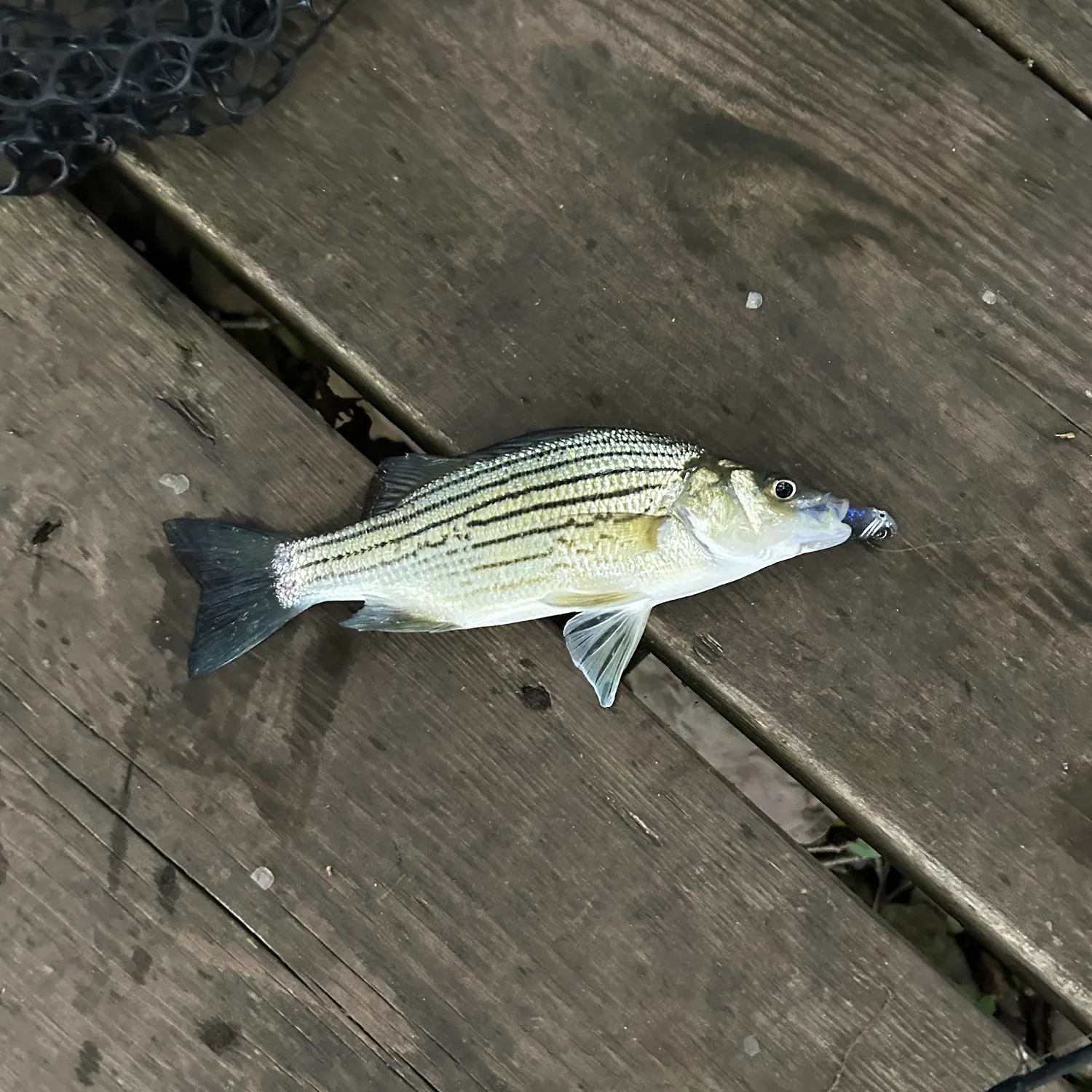 White bass caught on Fishbrain