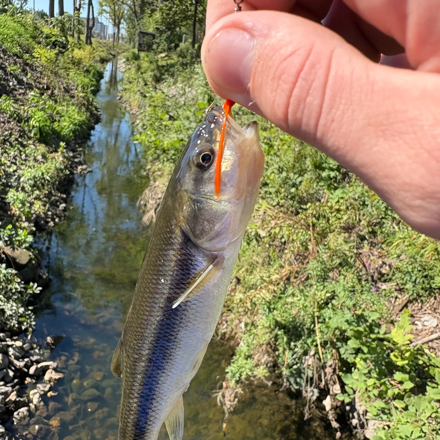 Creek chub caught on Fishbrain