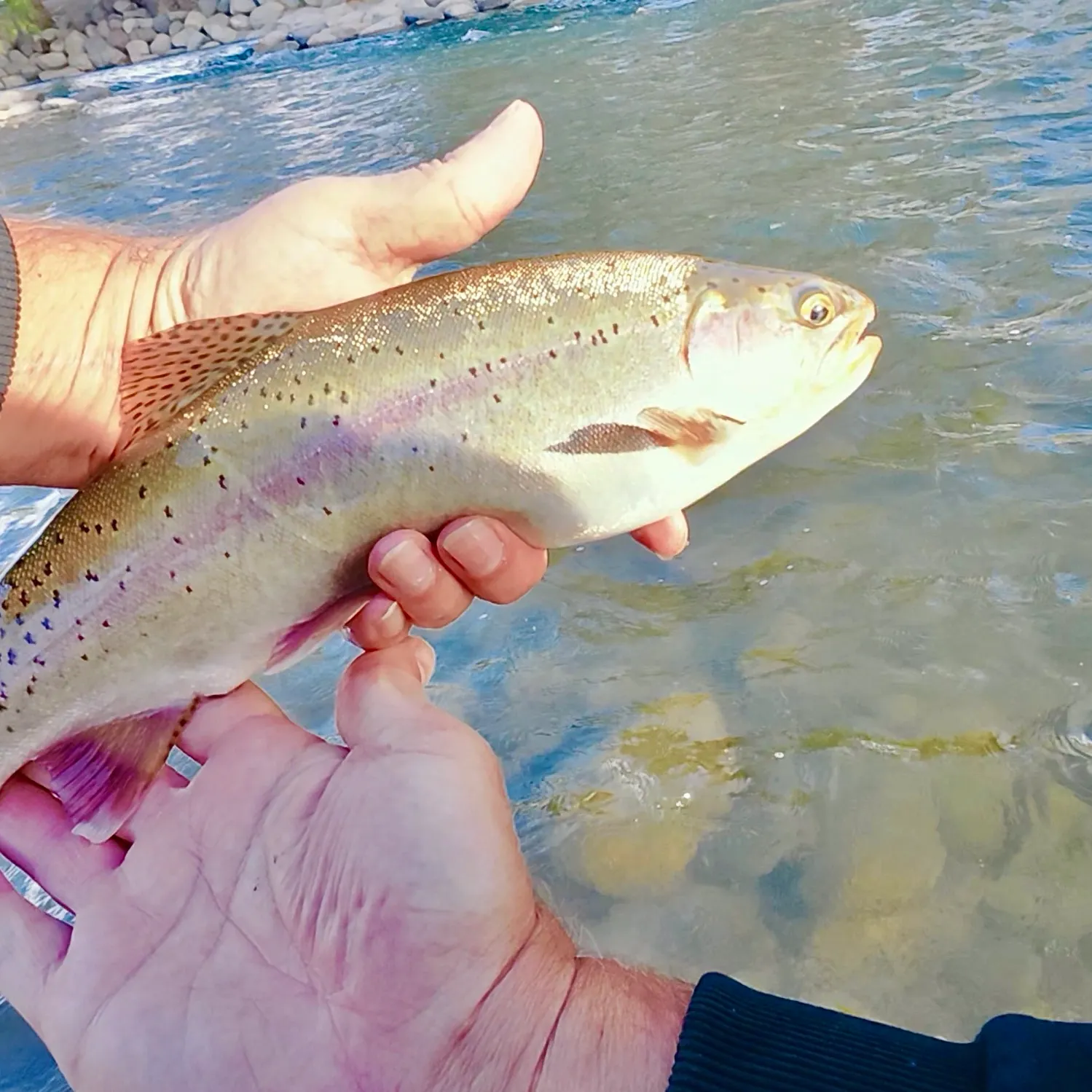 Cutbow caught on Fishbrain